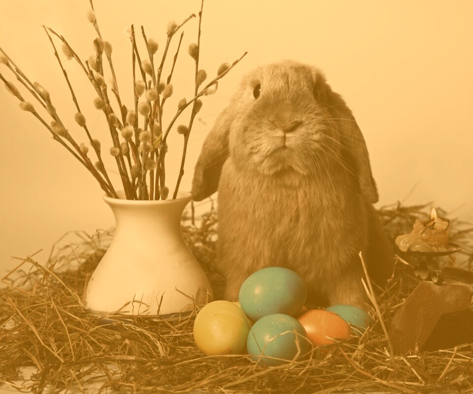 Пасхальный кролик обои