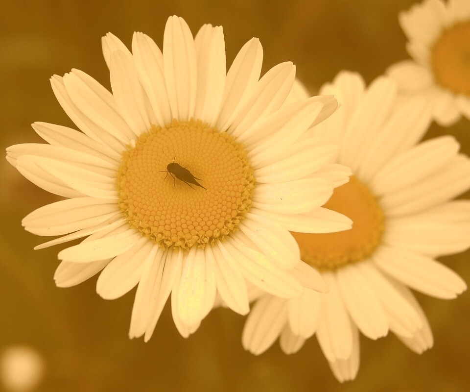 Ромашки обои