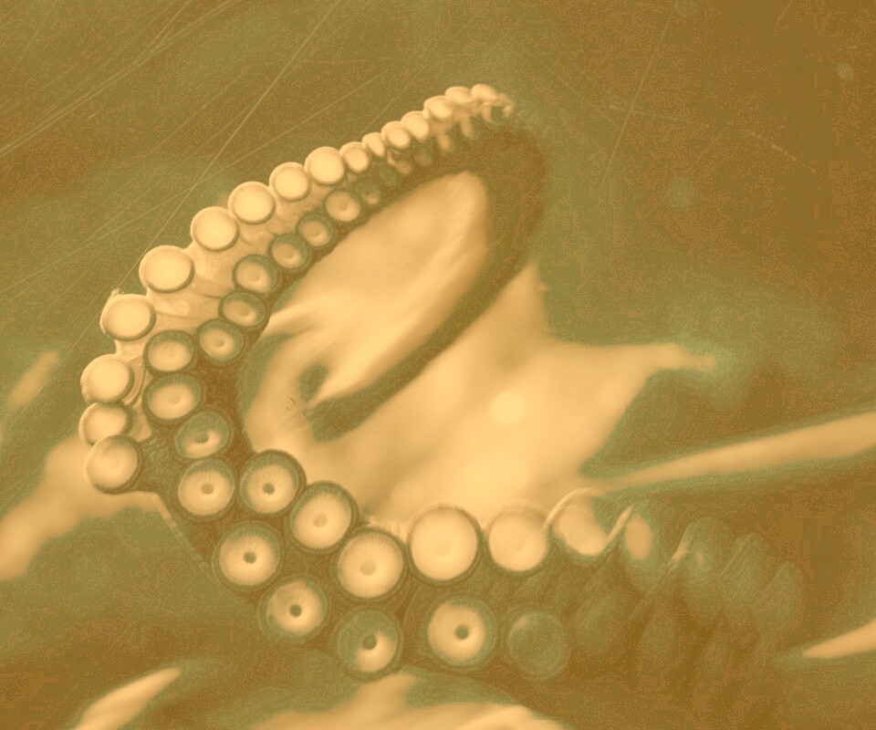 Щупальце обои