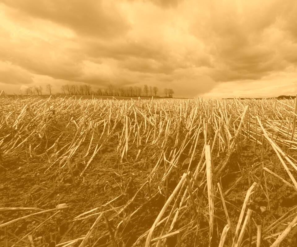 Убранное поле обои