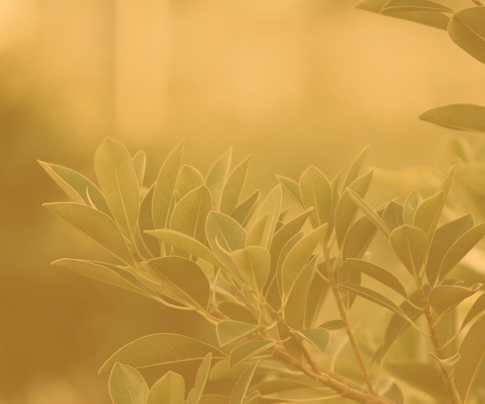 Листья обои