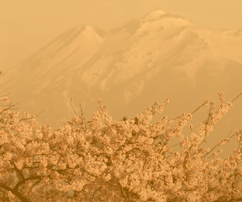 Цветение вишни в горах обои