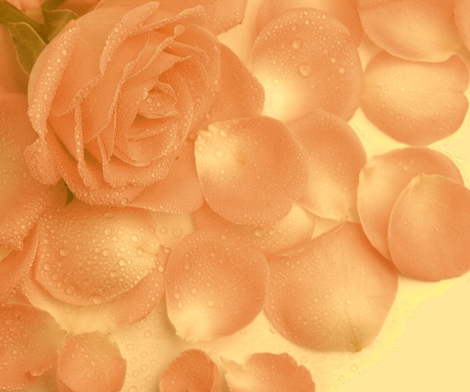 Розовые лепестки  обои