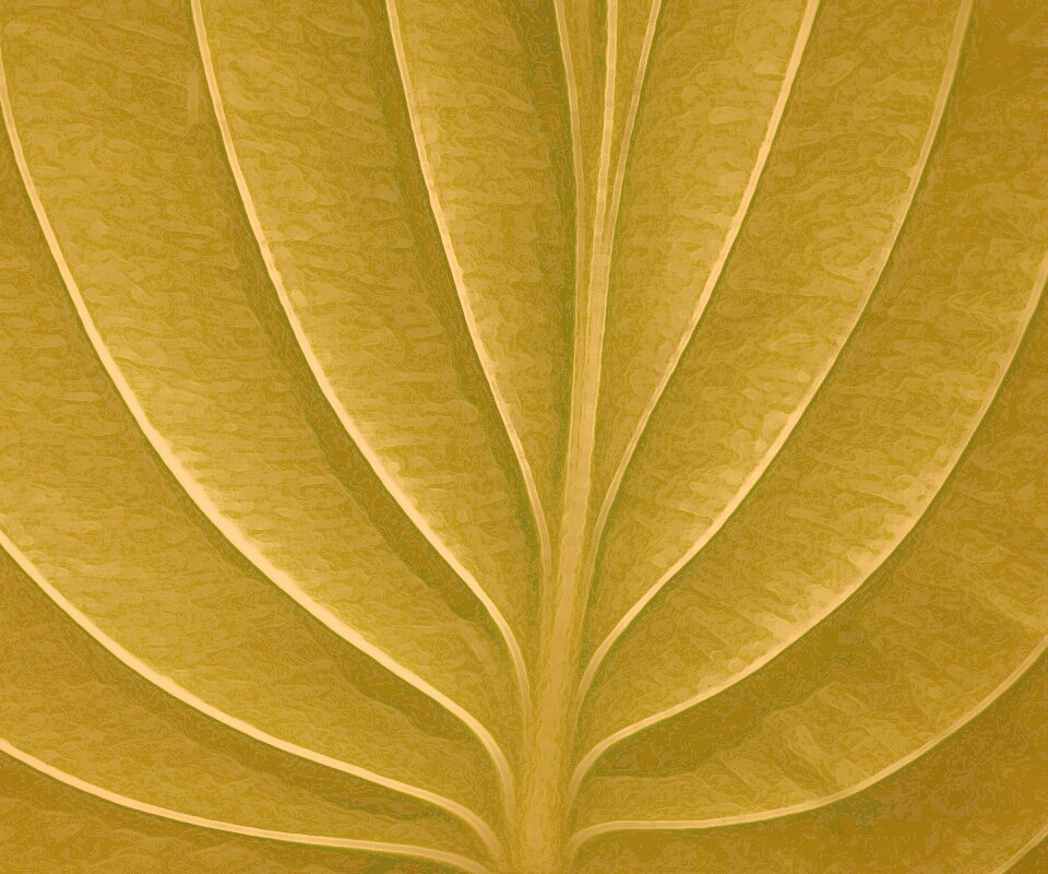 Неоновый лист обои