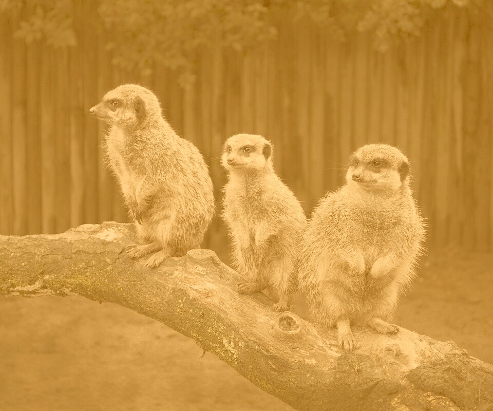 В дозоре обои