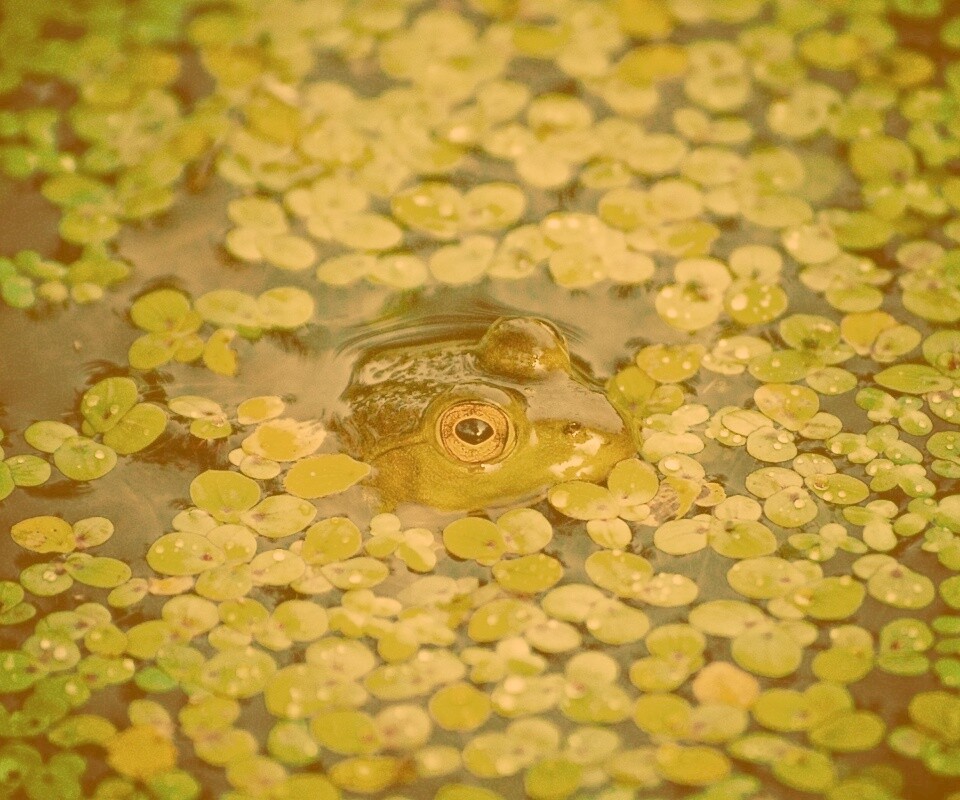 Маленькая лягушка обои