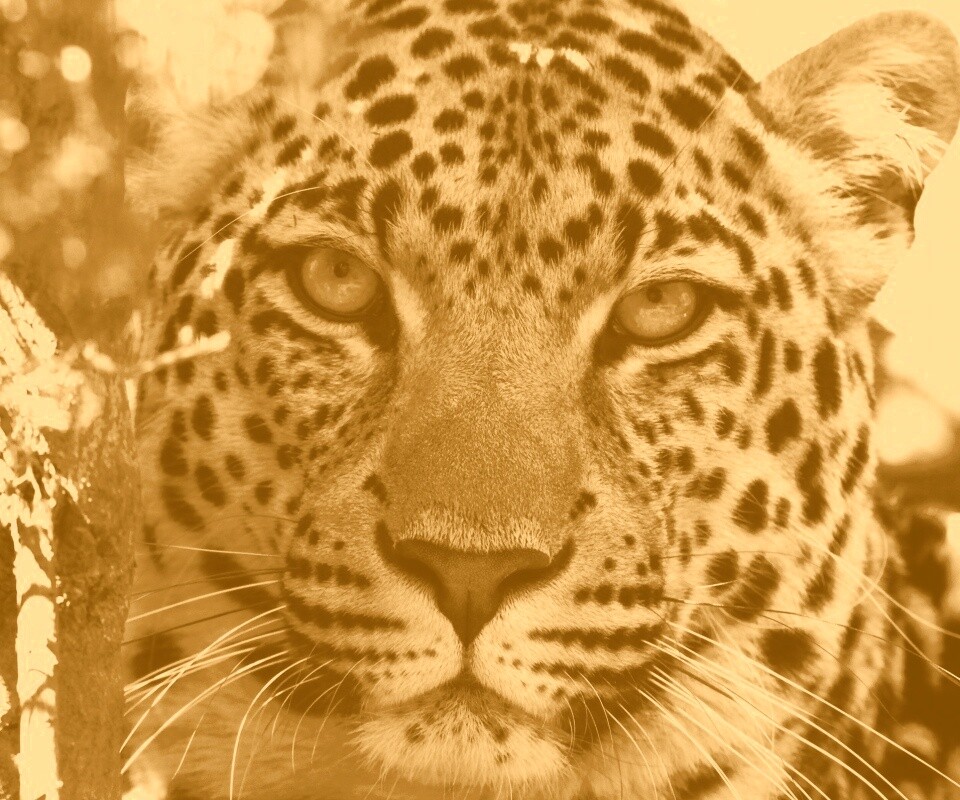 Взгляд хищника обои