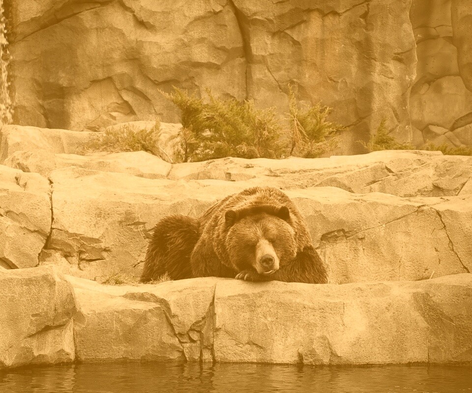 Медведь обои