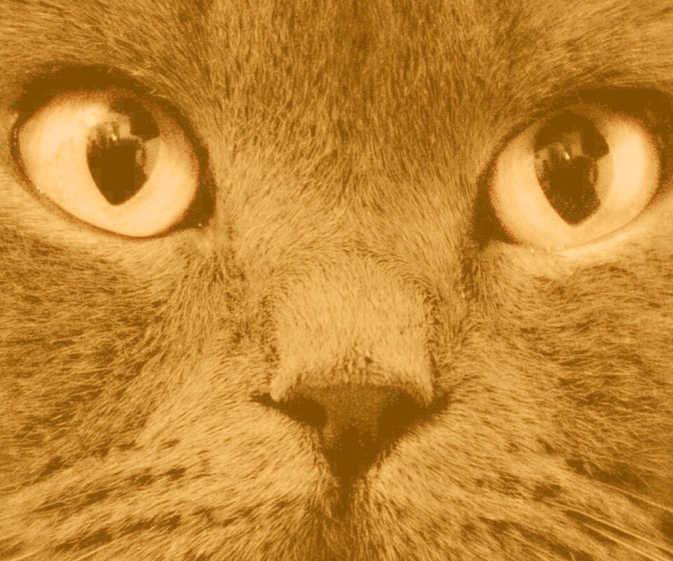 Черный кот с оранжевыми глазами обои