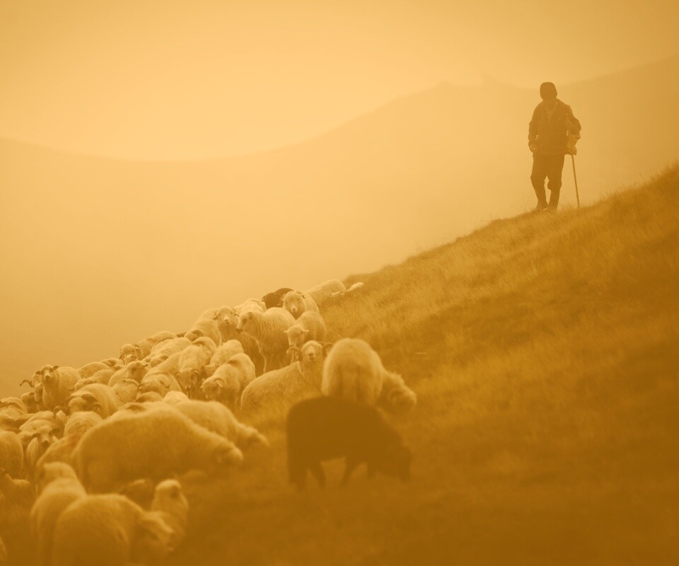 Пастух и стадо обои
