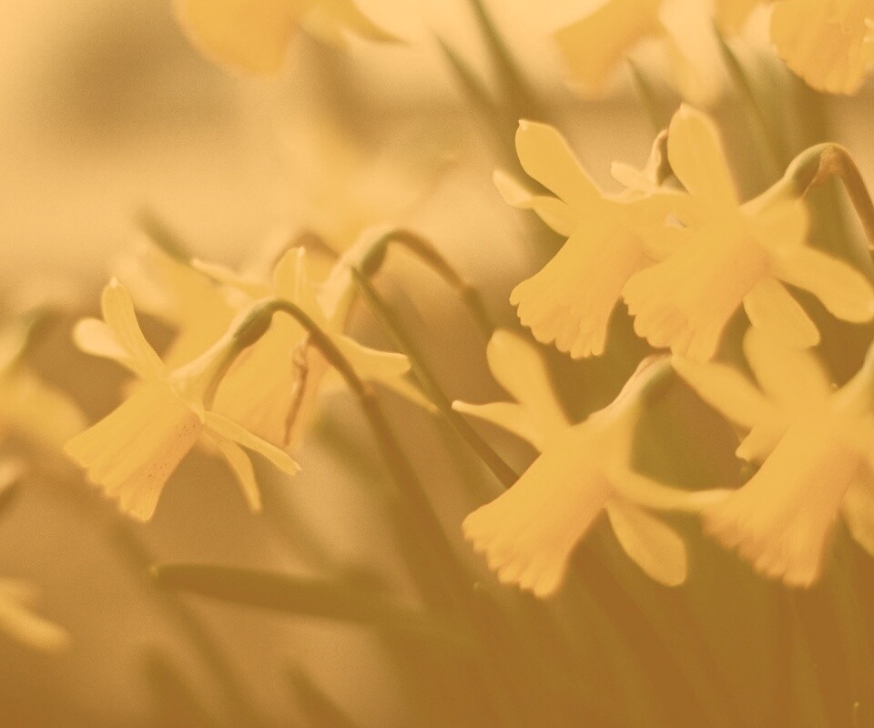 Нарциссы обои