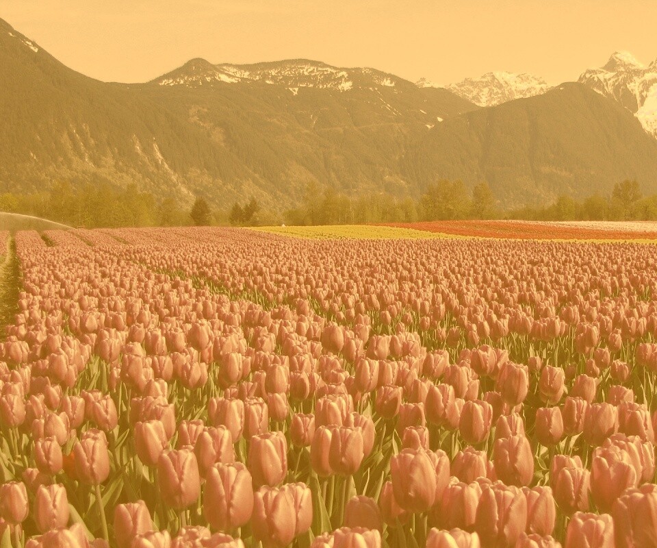 Поле тюльпанов обои