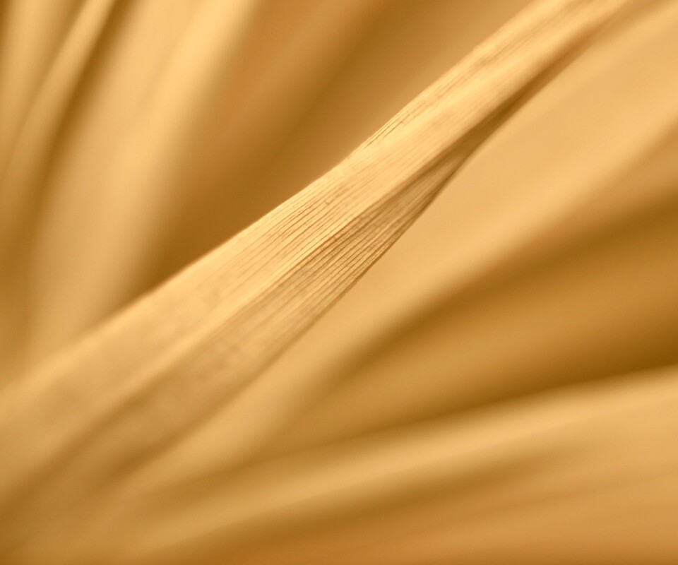 Сухое растение обои