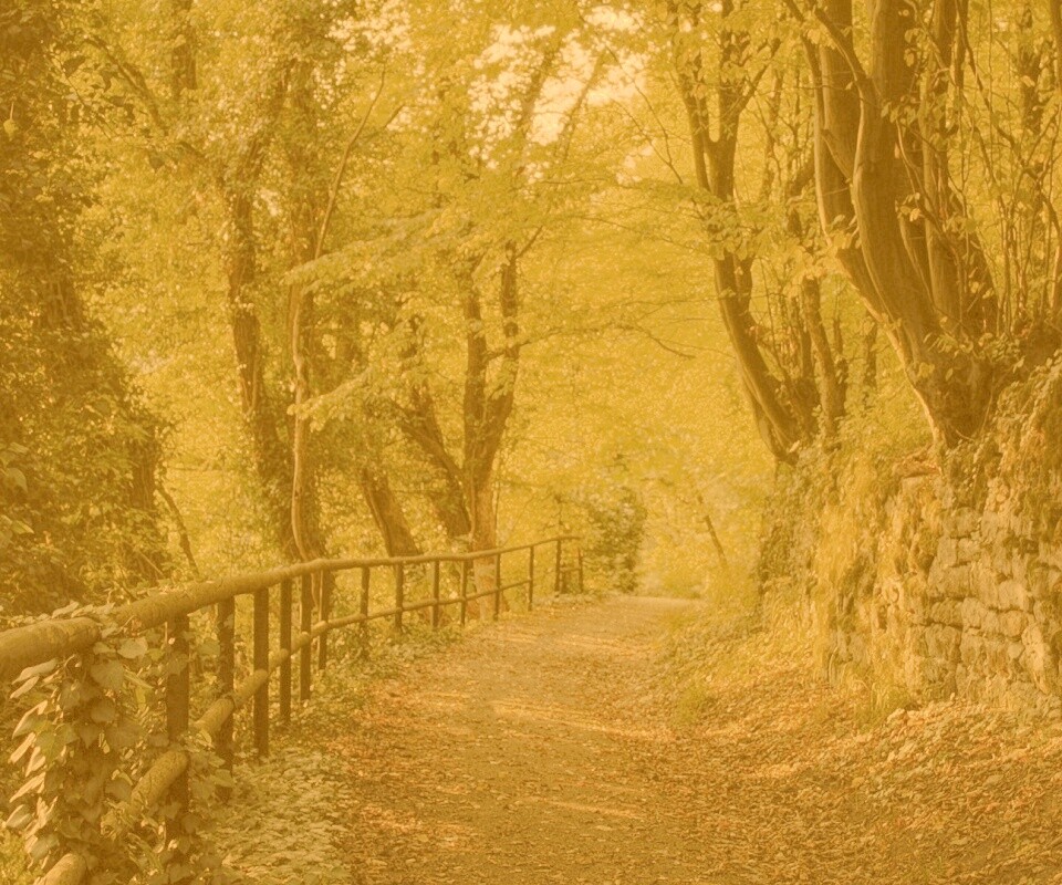 Лесная дорожка обои