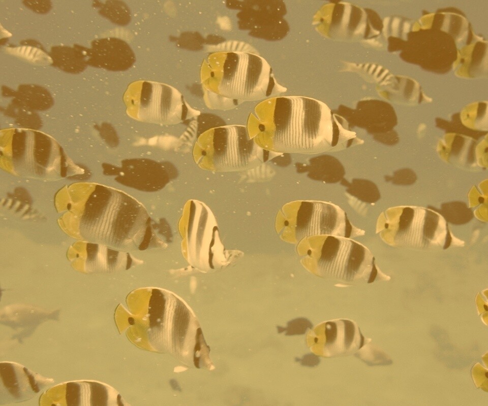 Косяк тропических рыбок обои