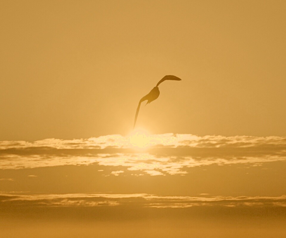 Морская чайка обои