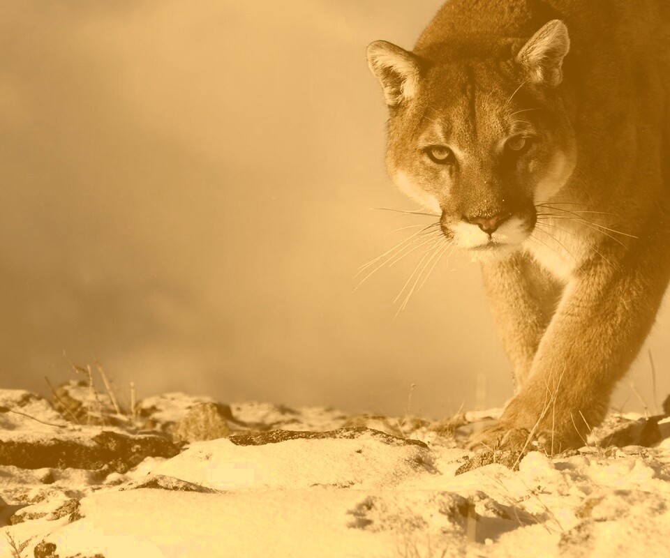 Пума с грозным взглядом обои