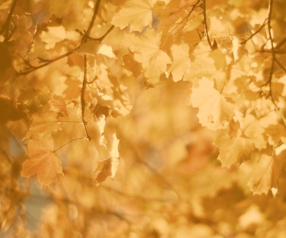Жёлтые листья обои