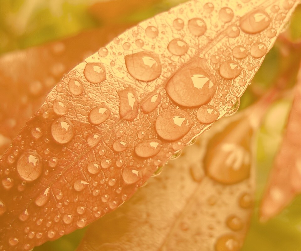 Капли росы на красных листьях обои