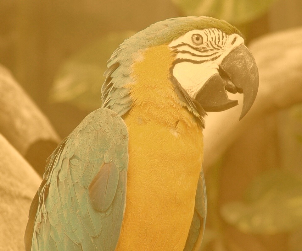 Разноцветынй попугай обои