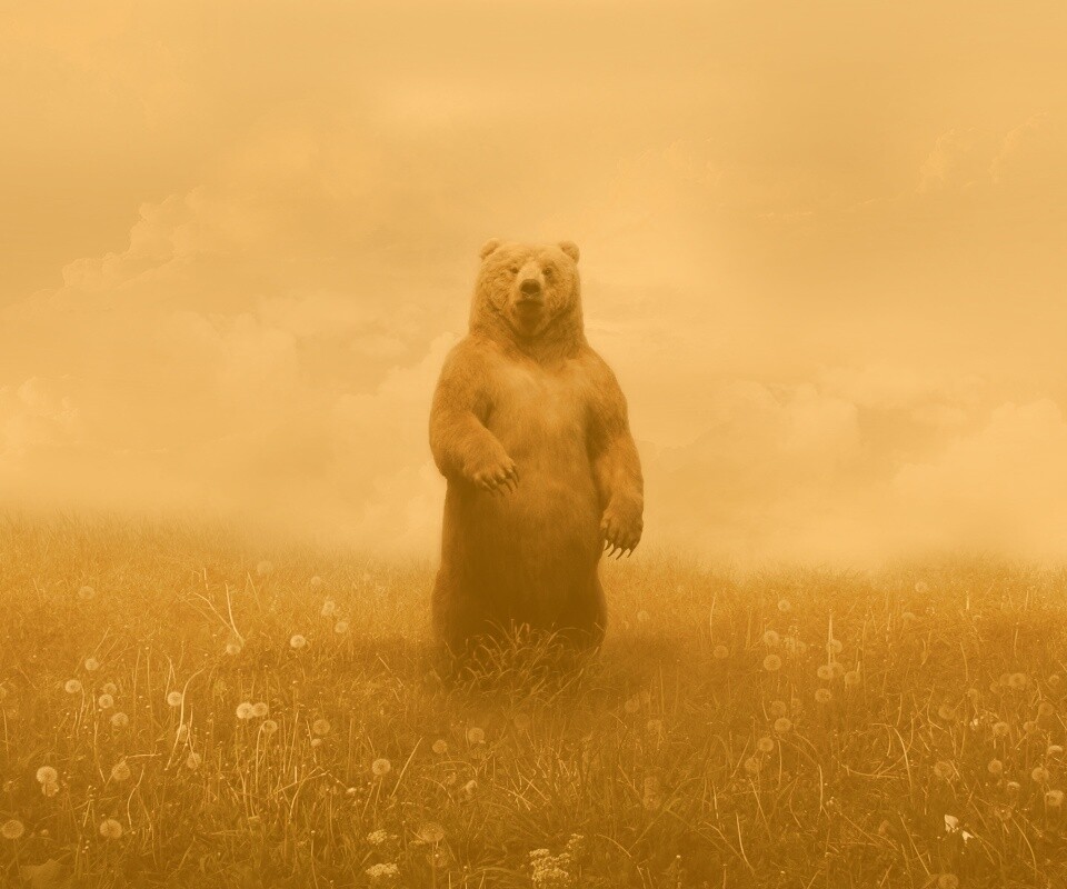 Медведь в одуванчиковом поле обои