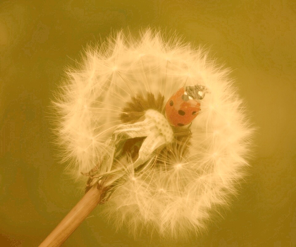 Божья коровка на одуванчике обои
