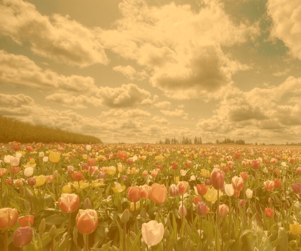 Поле тюльпанов обои