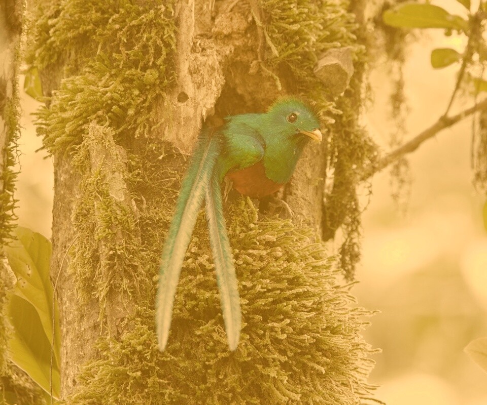 Райская птица в дупле обои