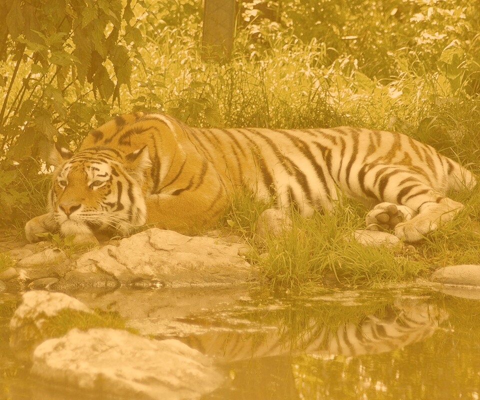 Тигр отдыхает обои