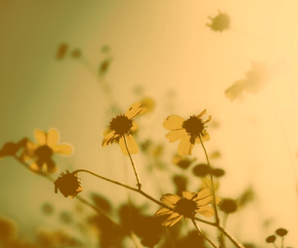 Жёлтые цветочки обои