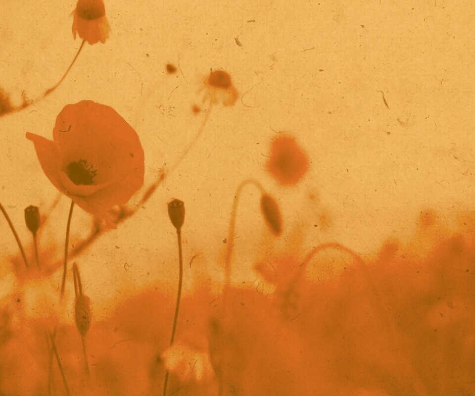 Кровавые цветы в стиле ретро обои