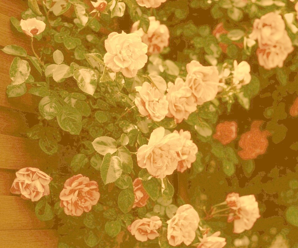 Розовый куст обои