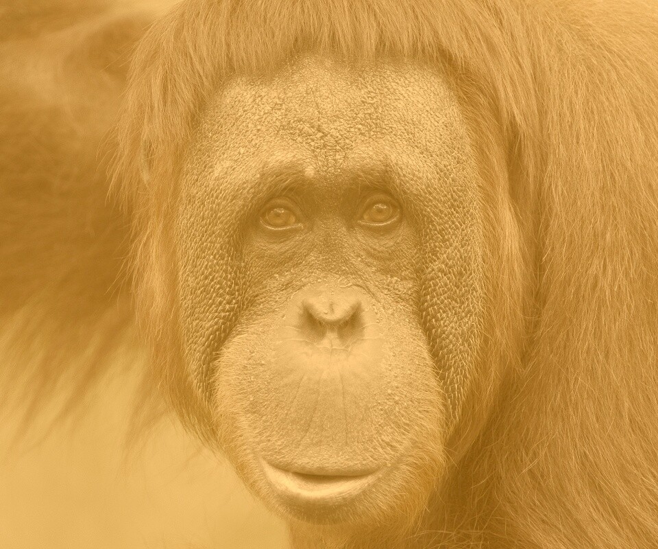 Орангутан обои