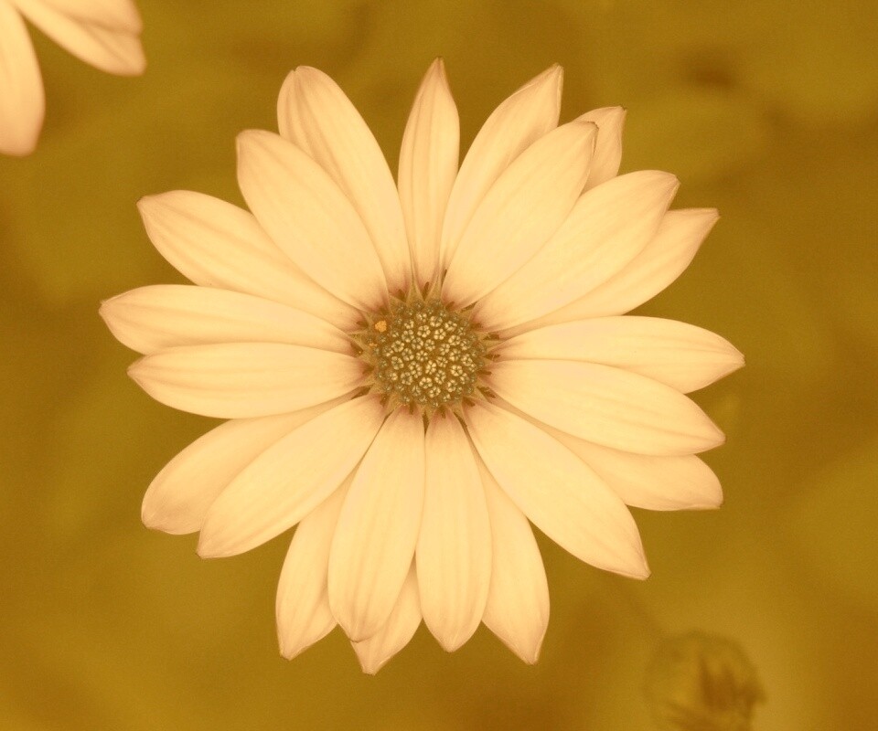 Макро фотография цветка обои