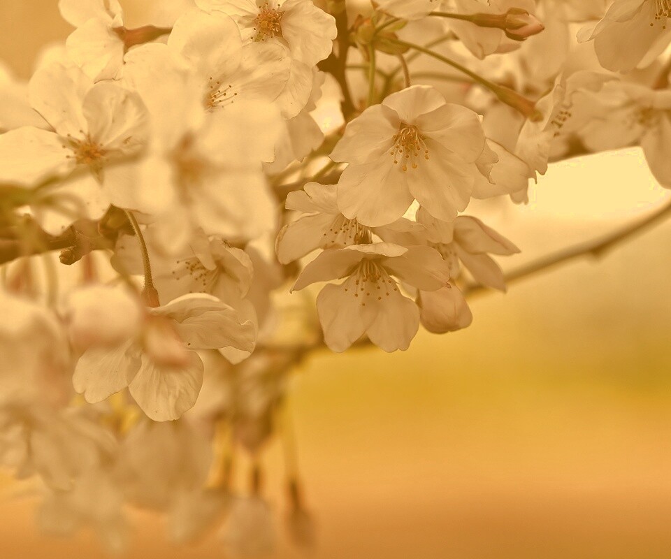 Цветение вишни обои