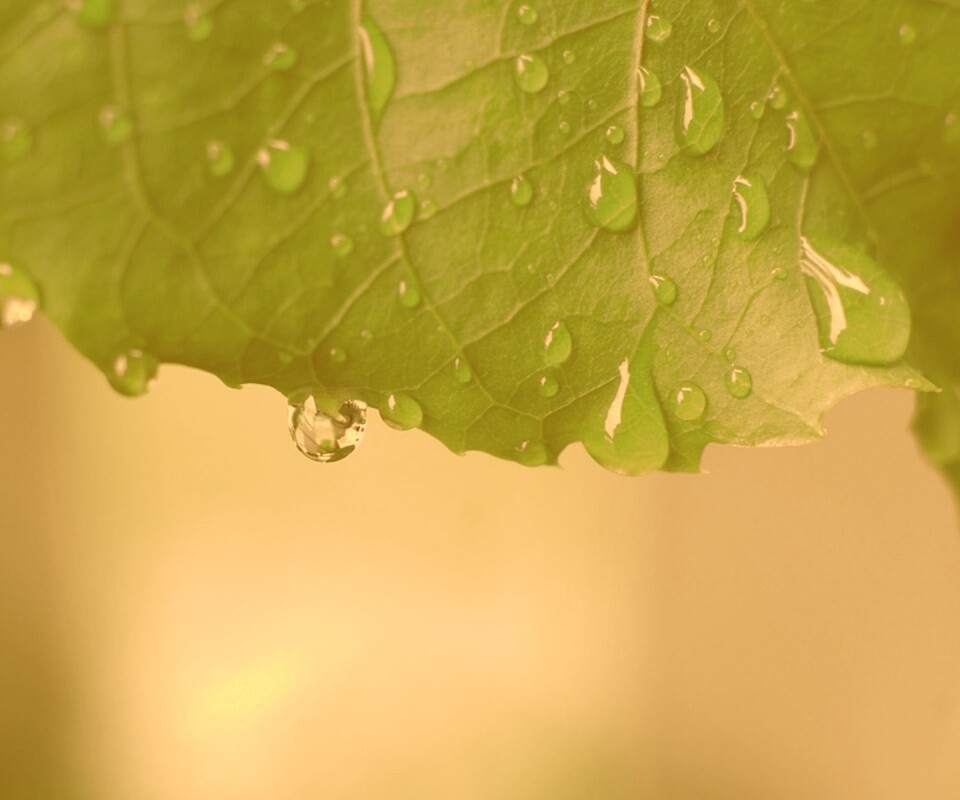 Роса на листе в макро обои