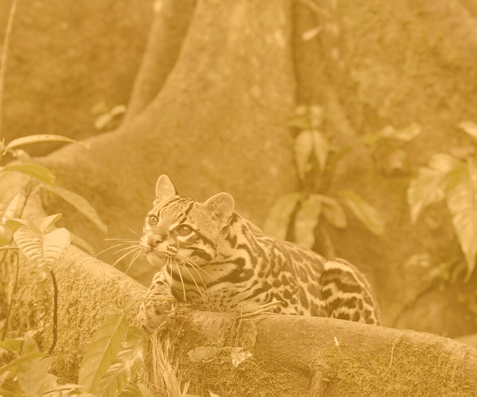 Оцелот обои