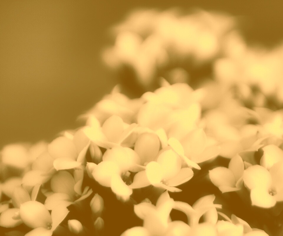 Белоснежные цветочки обои