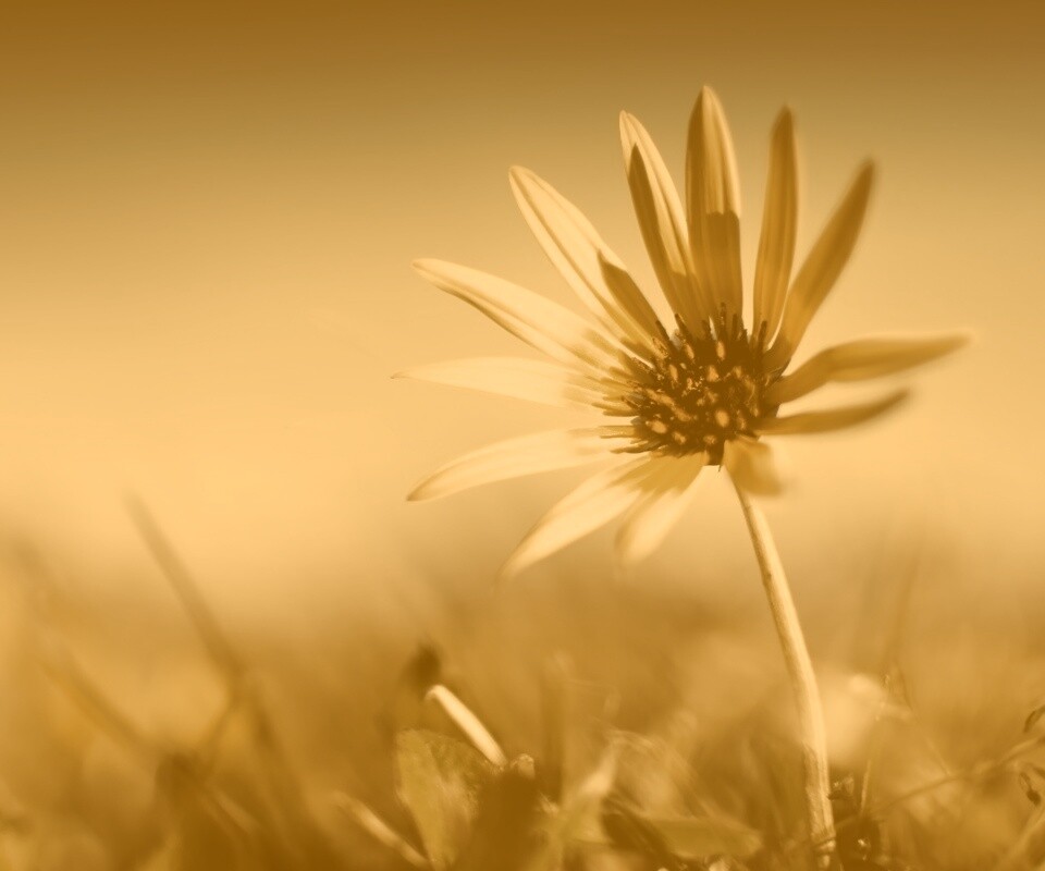 Летний цветок на солнце обои