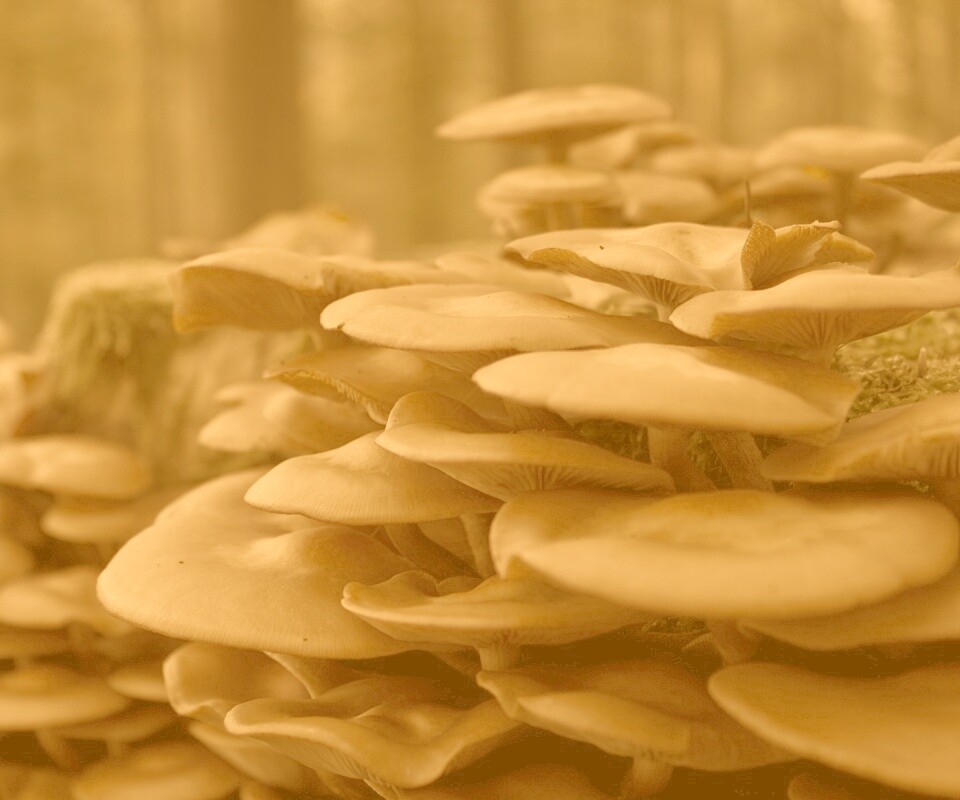 Лесные грибы на пне обои