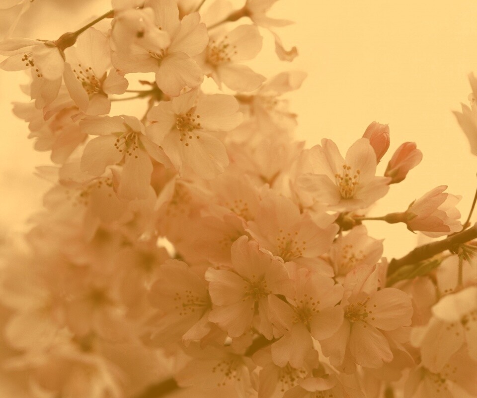 Цветение вишни обои