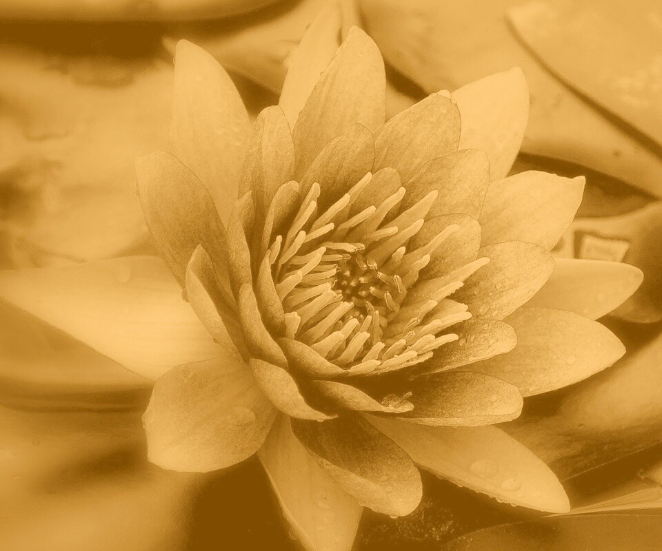 Кувшинка обои