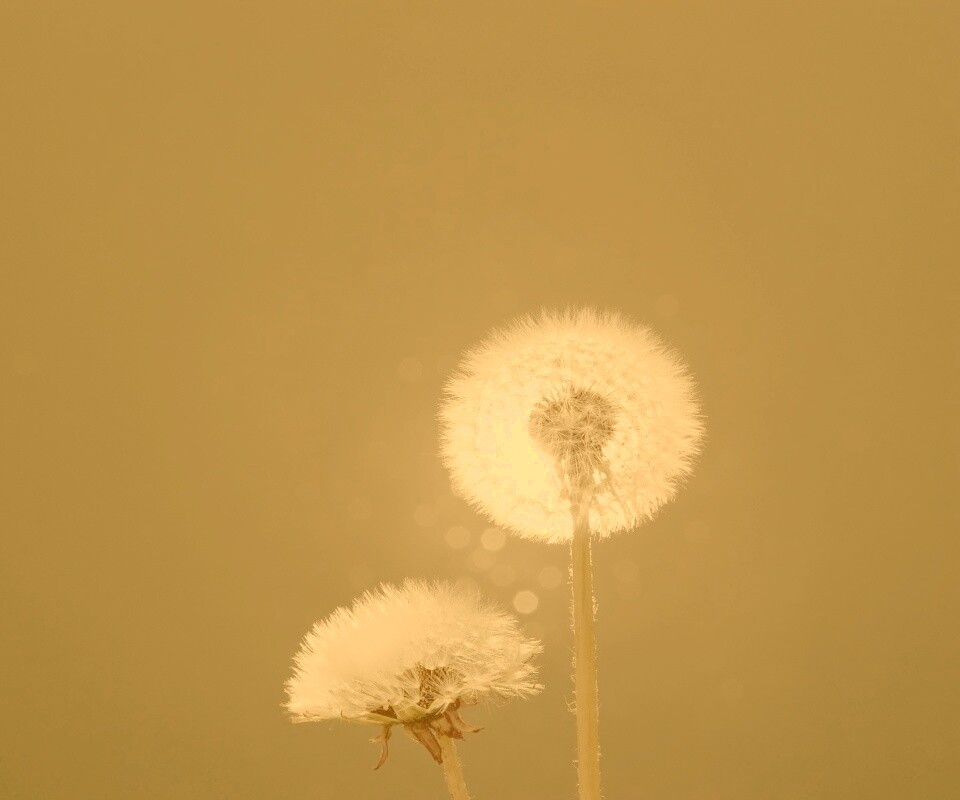 Два одуванчика обои
