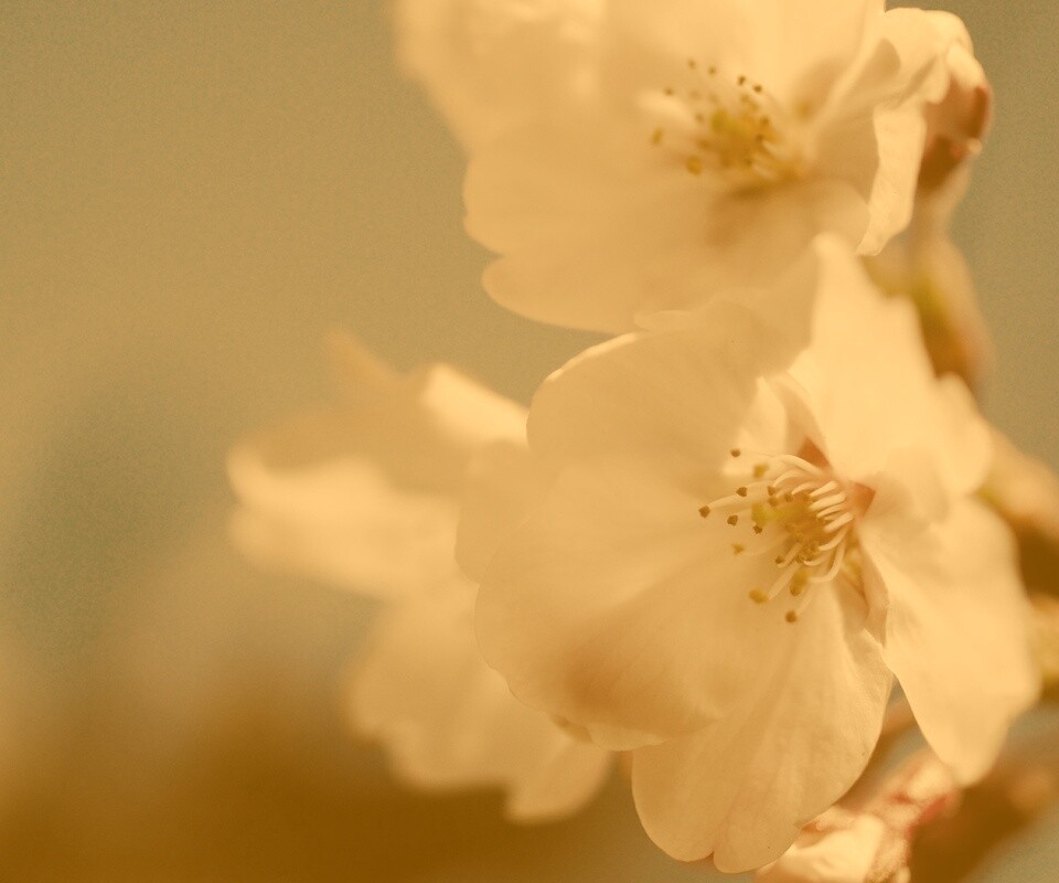 Нежные белые цветы обои