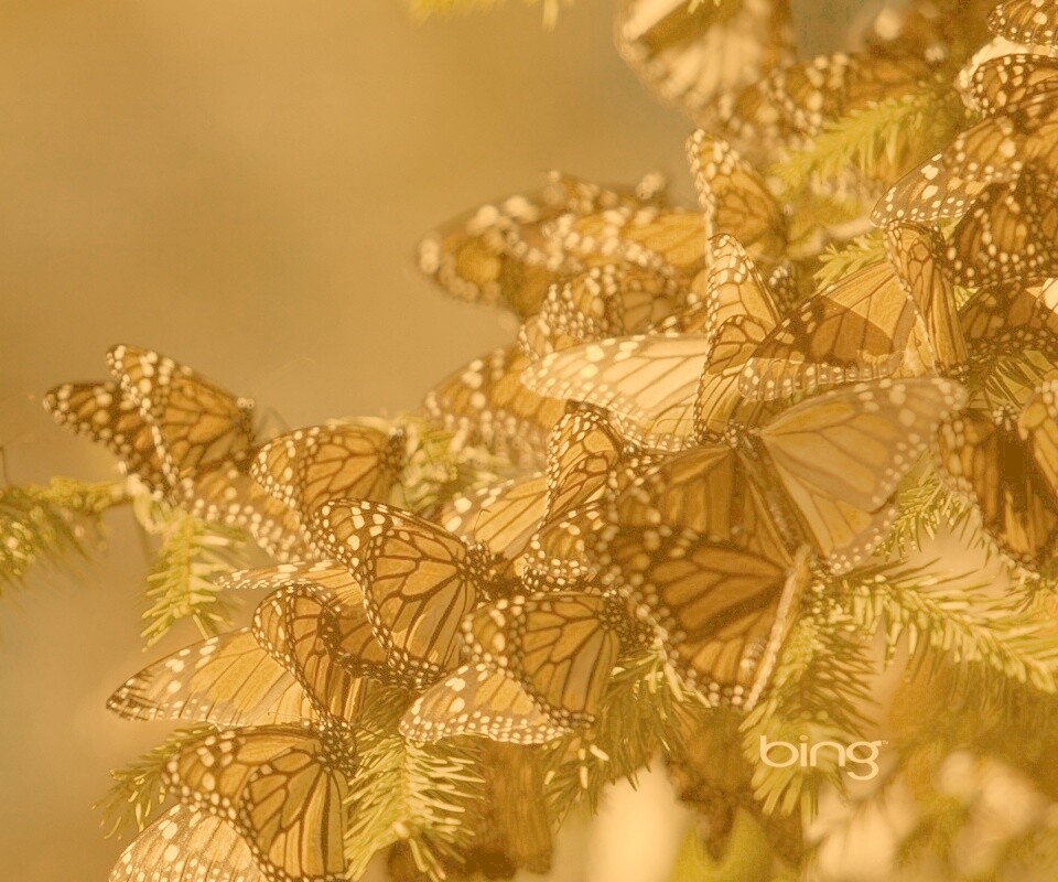 Бабочки облепили ёлку обои