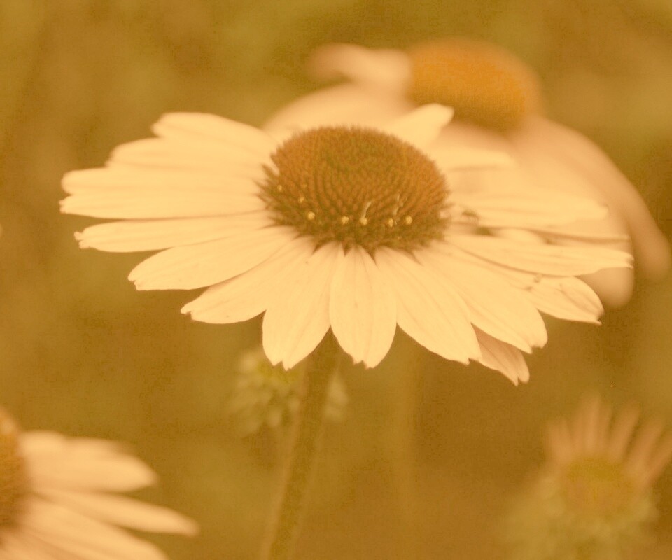 Розовый цветок обои