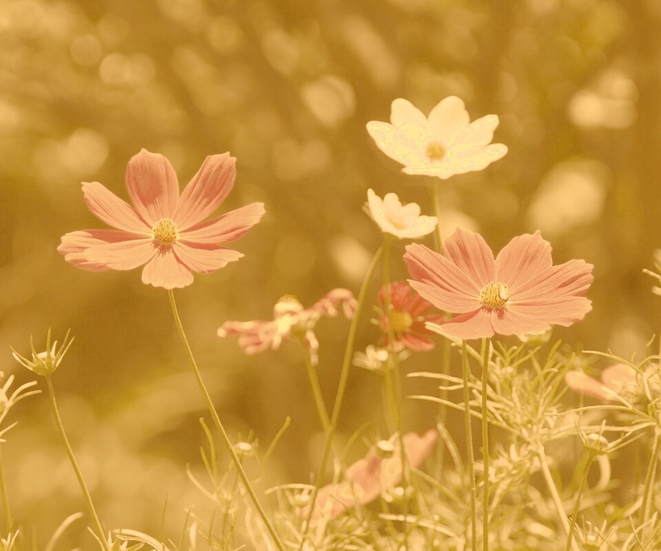 Белые и розовые цветочки обои