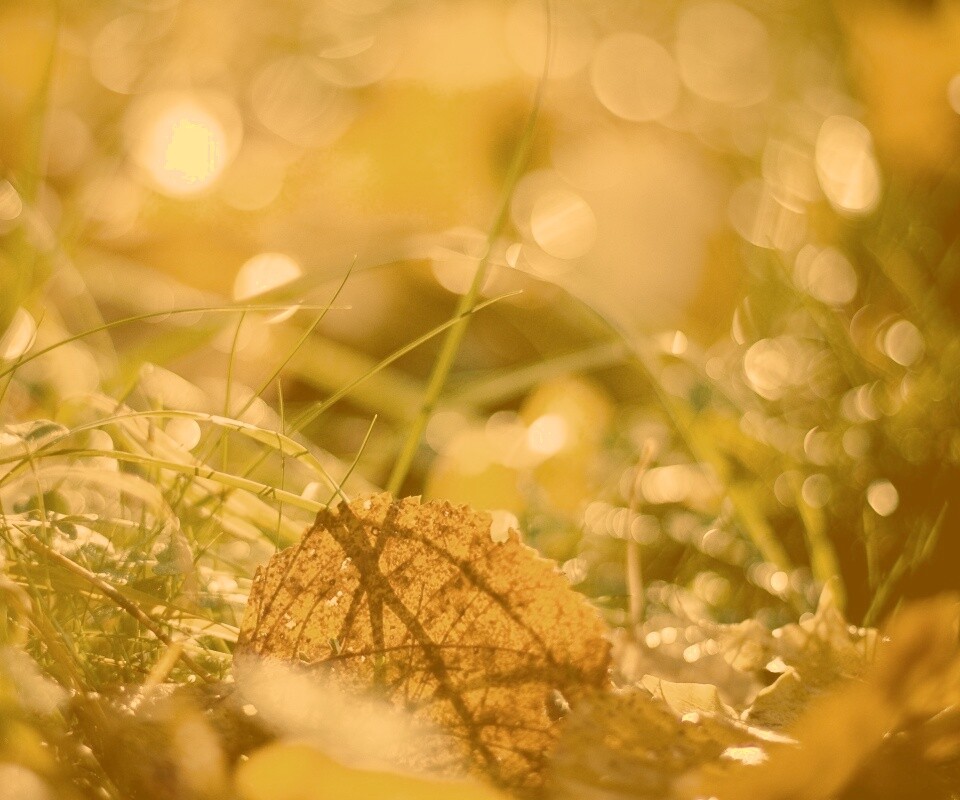 Опавший лист в траве обои