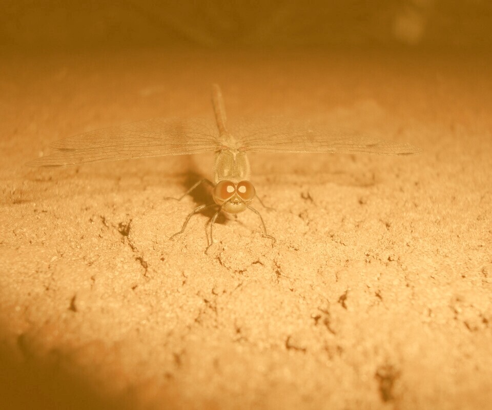 Стрекоза обои