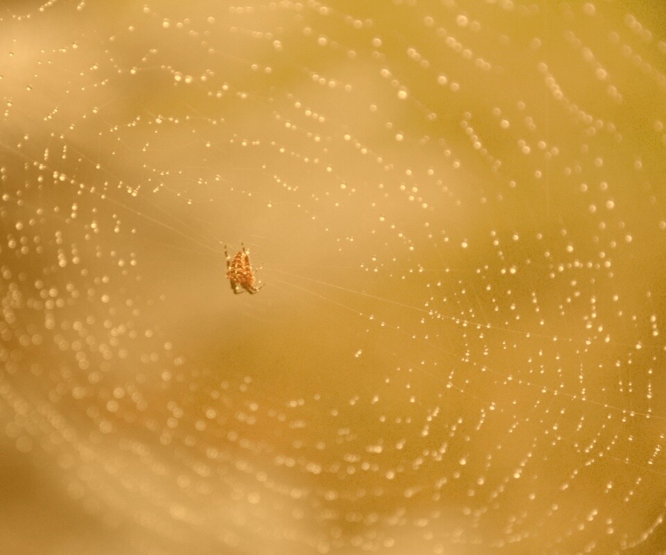 Паук на паутине обои